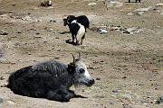 10 Yak